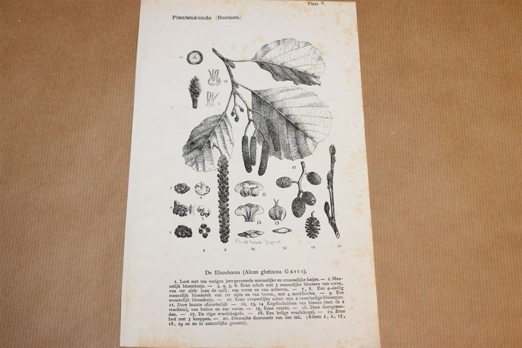Antieke botanische prent - Zwarte Els - 1875 !!, Verzamelen, Ophalen of Verzenden, Voor 1940, Gebruikt, Overige onderwerpen
