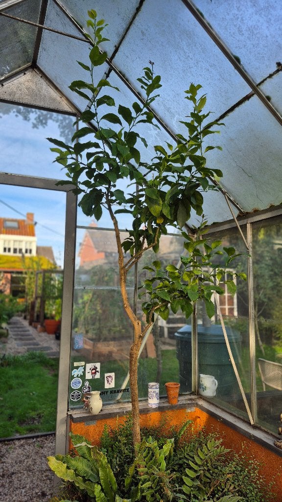 Prachtige citroenboom van zo'n 220cm hoog, Ophalen, Volle zon, Citroenboom, 100 tot 250 cm