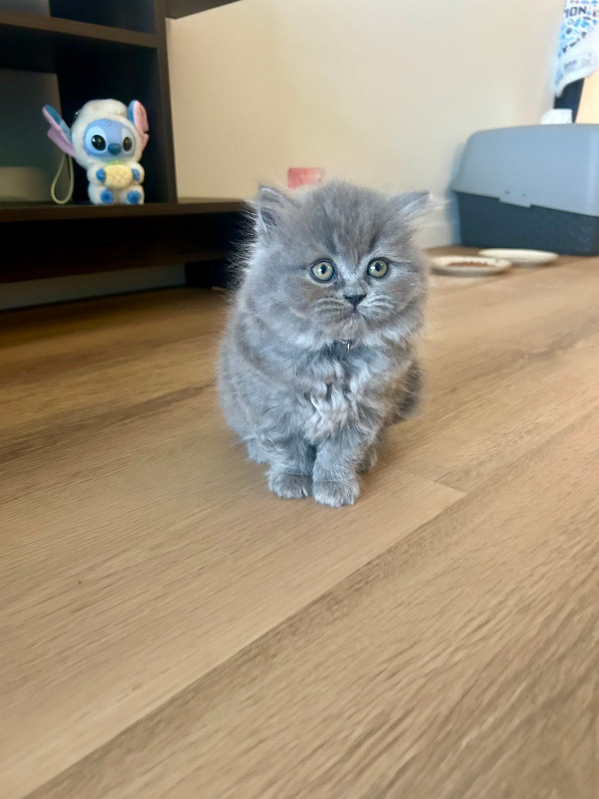 1 Britse Langhaar/Korthaar Mix Kittens, Poes, Ontwormd, 0 tot 2 jaar