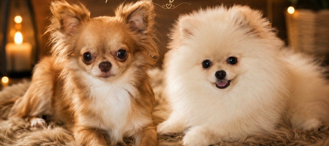 Zeer mooi  t cup chihauhau dekreutje bied z'n diensten aan, Dieren en Toebehoren, Reu, 1 tot 2 jaar, Parvo, Eén hond