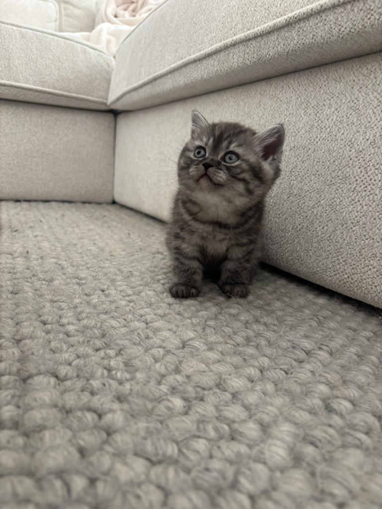 Britse korthaar kittens, Dieren en Toebehoren, Poes