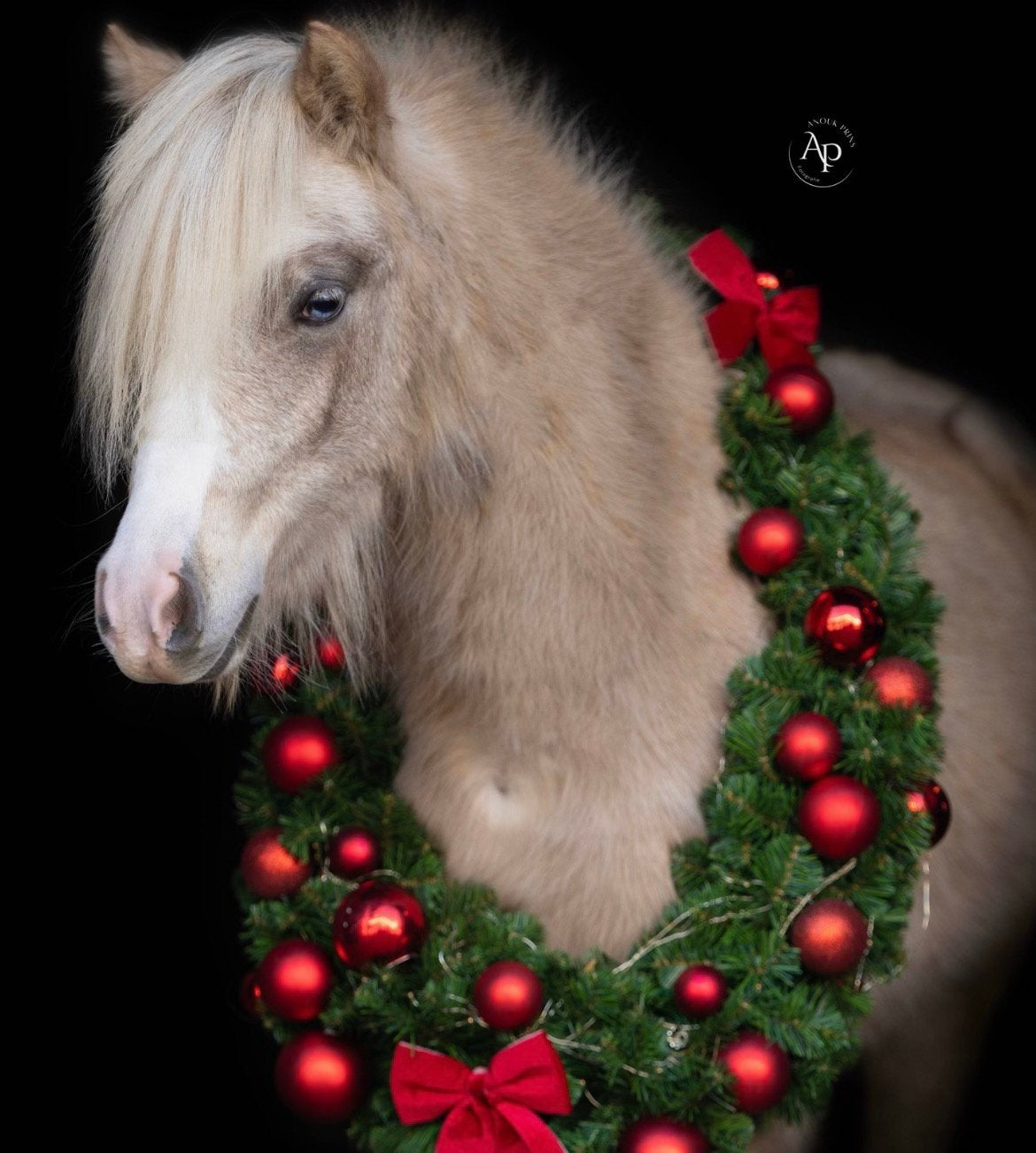 Gouden thuis gezocht voor bijzondere NMPRS-merrie Joy, Merrie, Met stamboom, 0 tot 2 jaar, A pony (tot 1.17m)