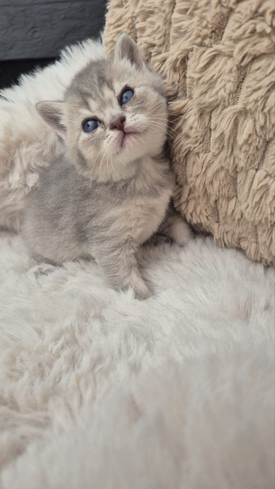 4 lieve Britse kortharen, Dieren en Toebehoren, Katten en Kittens | Raskatten | Korthaar, Meerdere dieren, Gechipt, 0 tot 2 jaar
