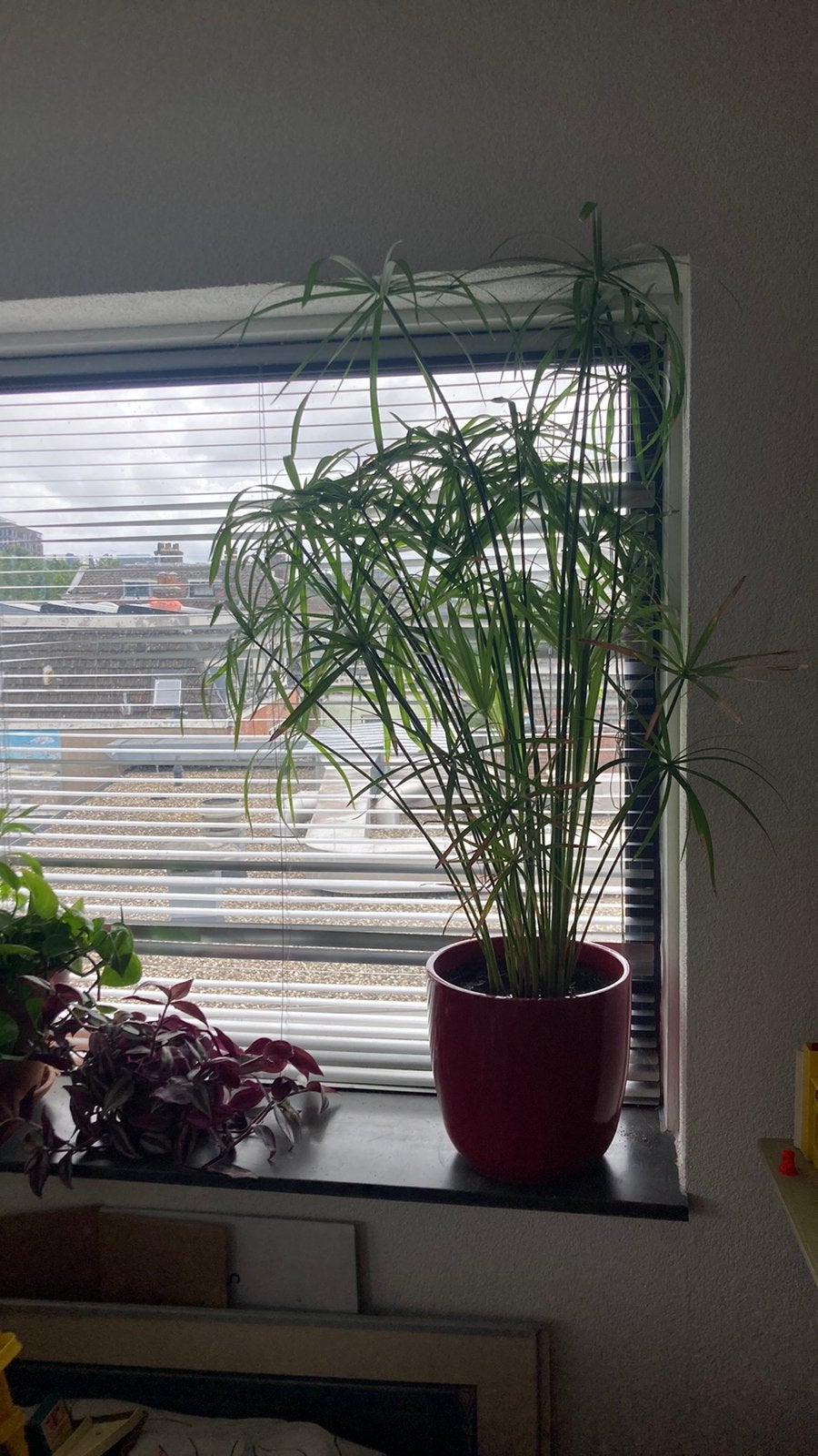 Papyrus plant, Ophalen, 100 tot 150 cm, Overige soorten, In pot