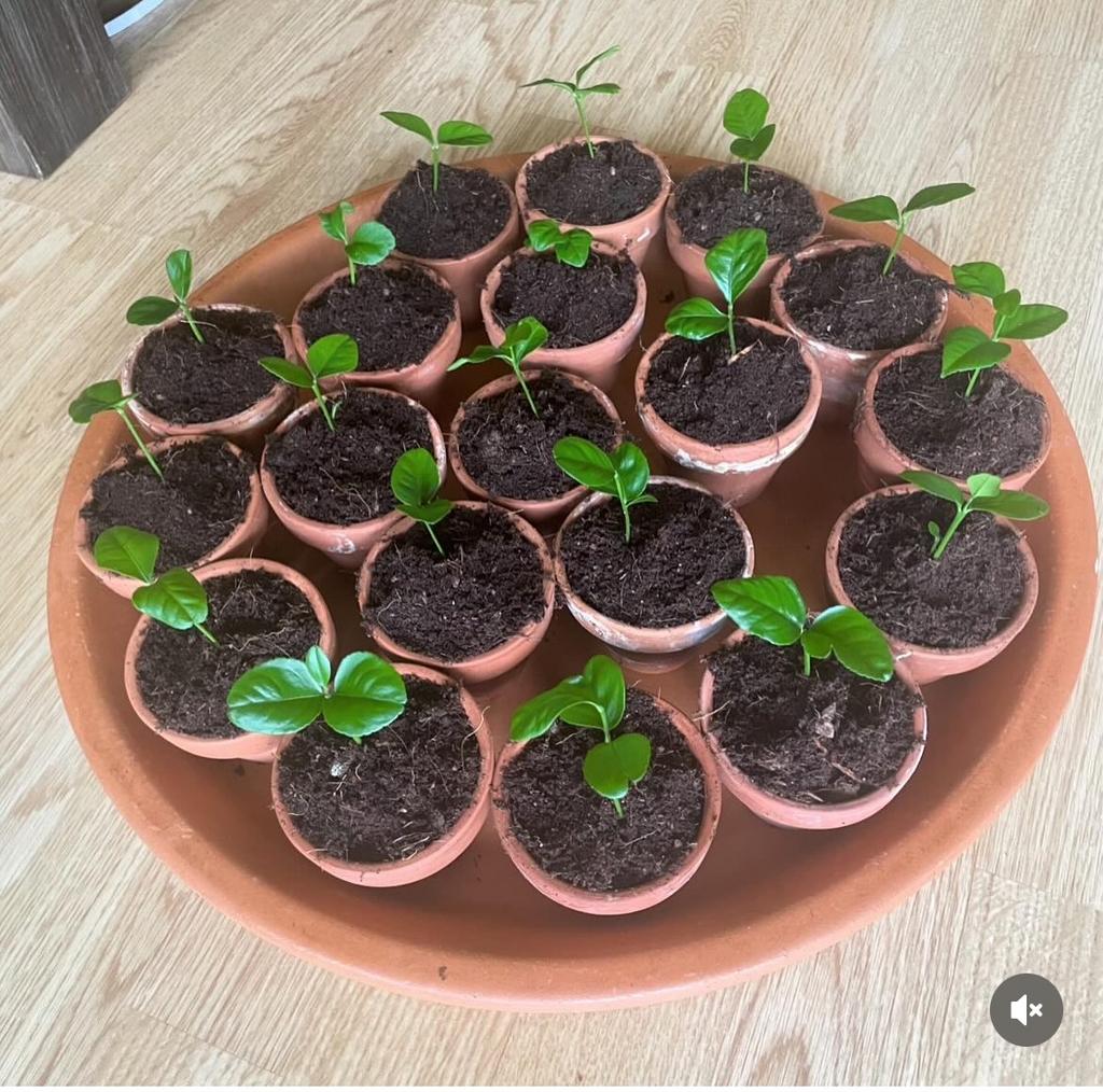 Amalfi Citroenboomstekjes 🇮🇹🍋🌱Jonge Citrusplantjes, Volle zon, Vaste plant, Ophalen of Verzenden, Fruitplanten