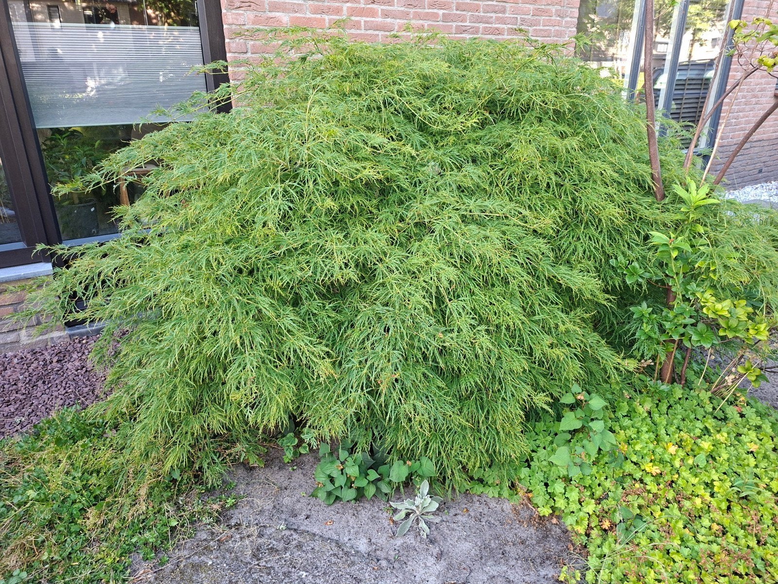 Japanse esdoorn: Groen in zomer, rood in najaar (250cm), Tuin en Terras, Planten | Tuinplanten, Vaste plant, Bloeit niet, Halfschaduw
