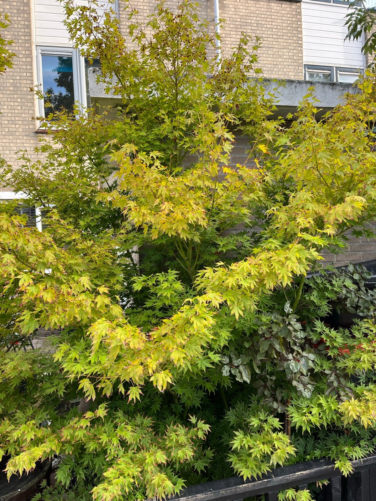 Acer Palmatum - Japanse Esdoorn, Bloeit niet, Halfschaduw, Overige soorten, 100 tot 250 cm