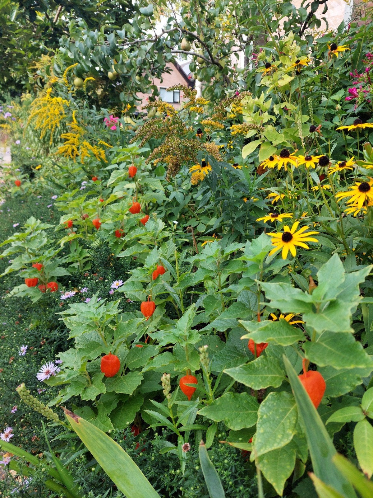 Lampionplant (Physalis alkekengi) - Oranje herfstkleur, Tuin en Terras, Ophalen, Vaste plant, Siergrassen, Volle zon