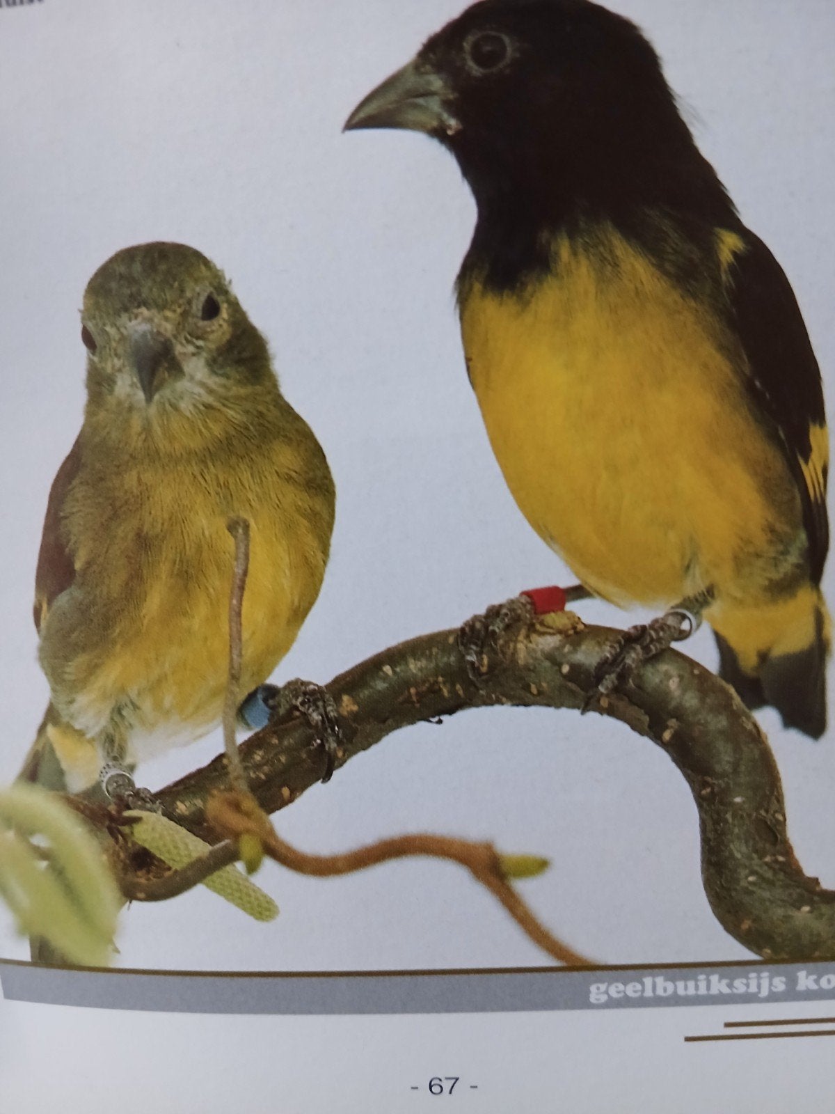 Koppel Geelbuik sijzen, Meerdere dieren, Wildzangvogel, Geringd
