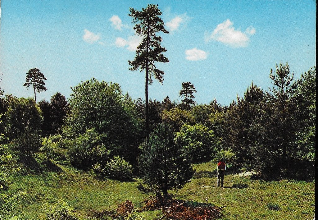 Lage vuursche natuuropname gelopen ansichtkaart ( 1557, Ophalen of Verzenden, 1980 tot heden, Gelopen, Utrecht