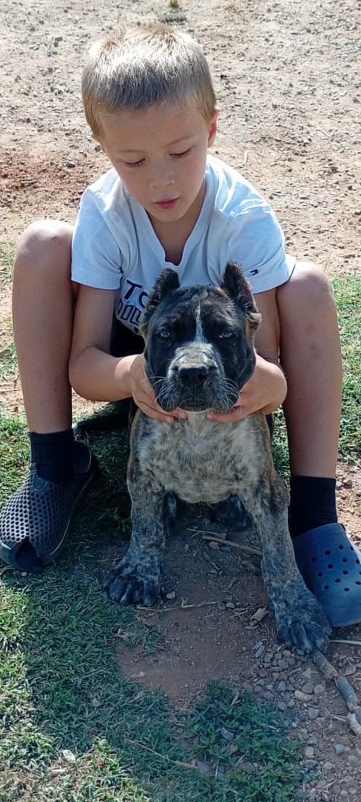 Top Gun Presa Canario heeft niuewe pups, Reu, 8 tot 15 weken, Meerdere, Nederland