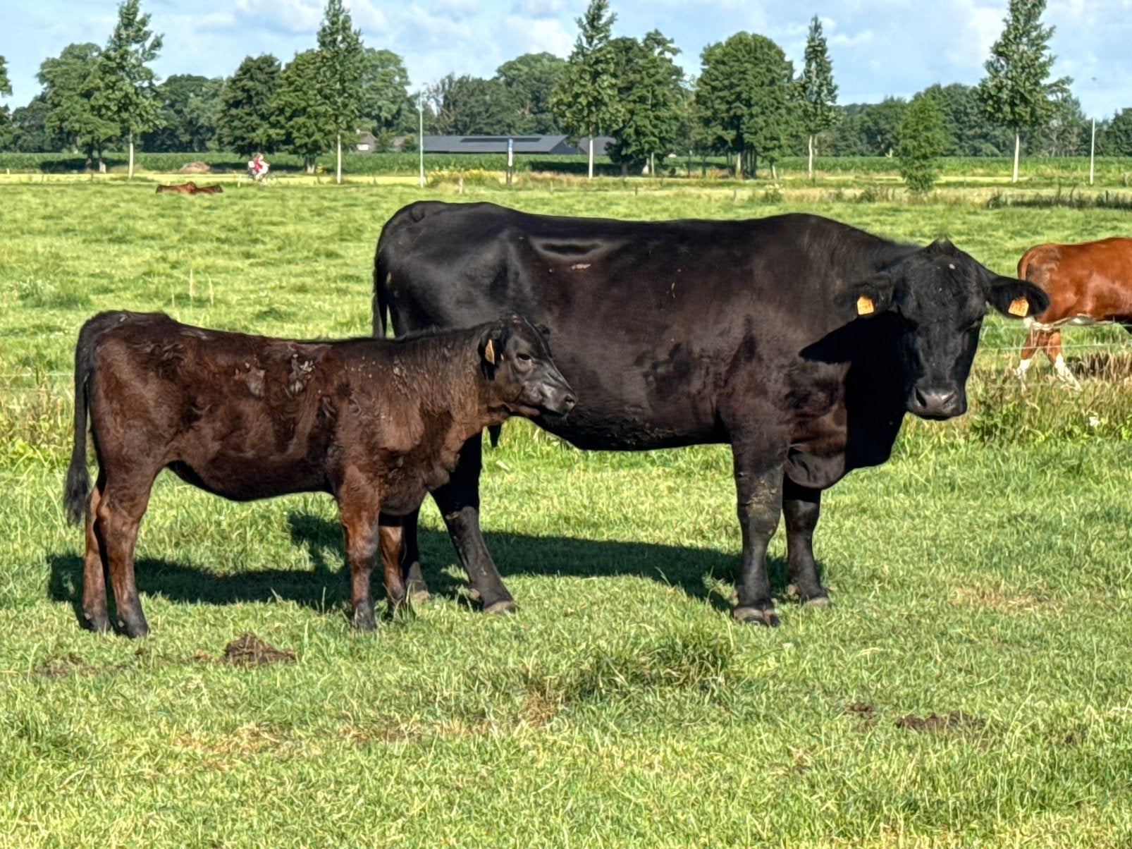 4 angus zoogstellen te koop, Dieren en Toebehoren, Runderen, Vrouwelijk