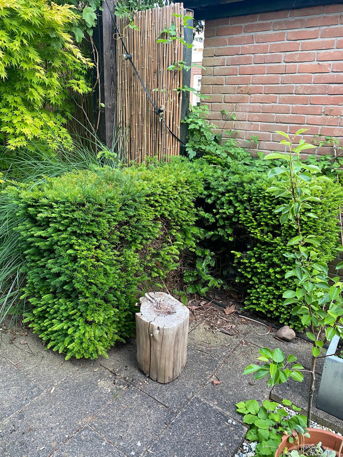 Circa 8 meter taxus haag, Tuin en Terras, Planten | Tuinplanten, Ophalen, Bloeit niet, Overige soorten, Volle zon