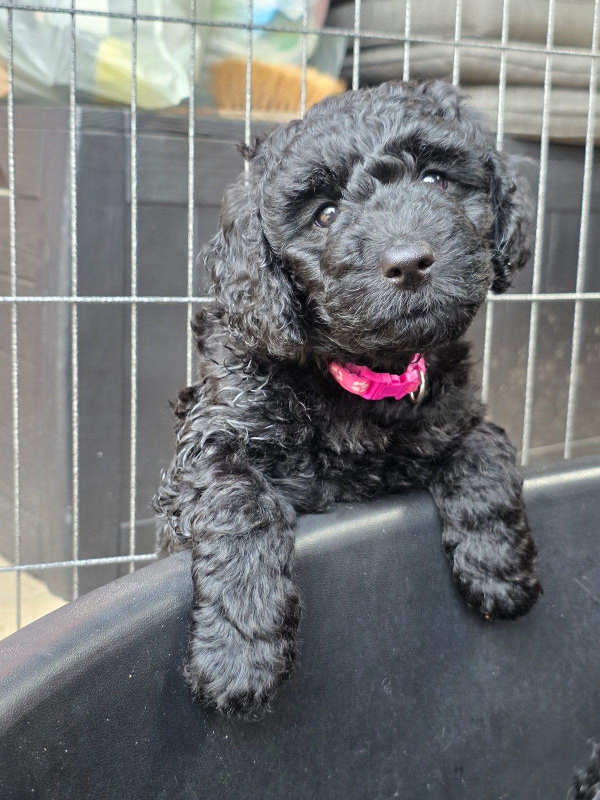 Nog 2 super mooie goldendoodle multigen pups, Parvo, Overige rassen, 8 tot 15 weken, Meerdere