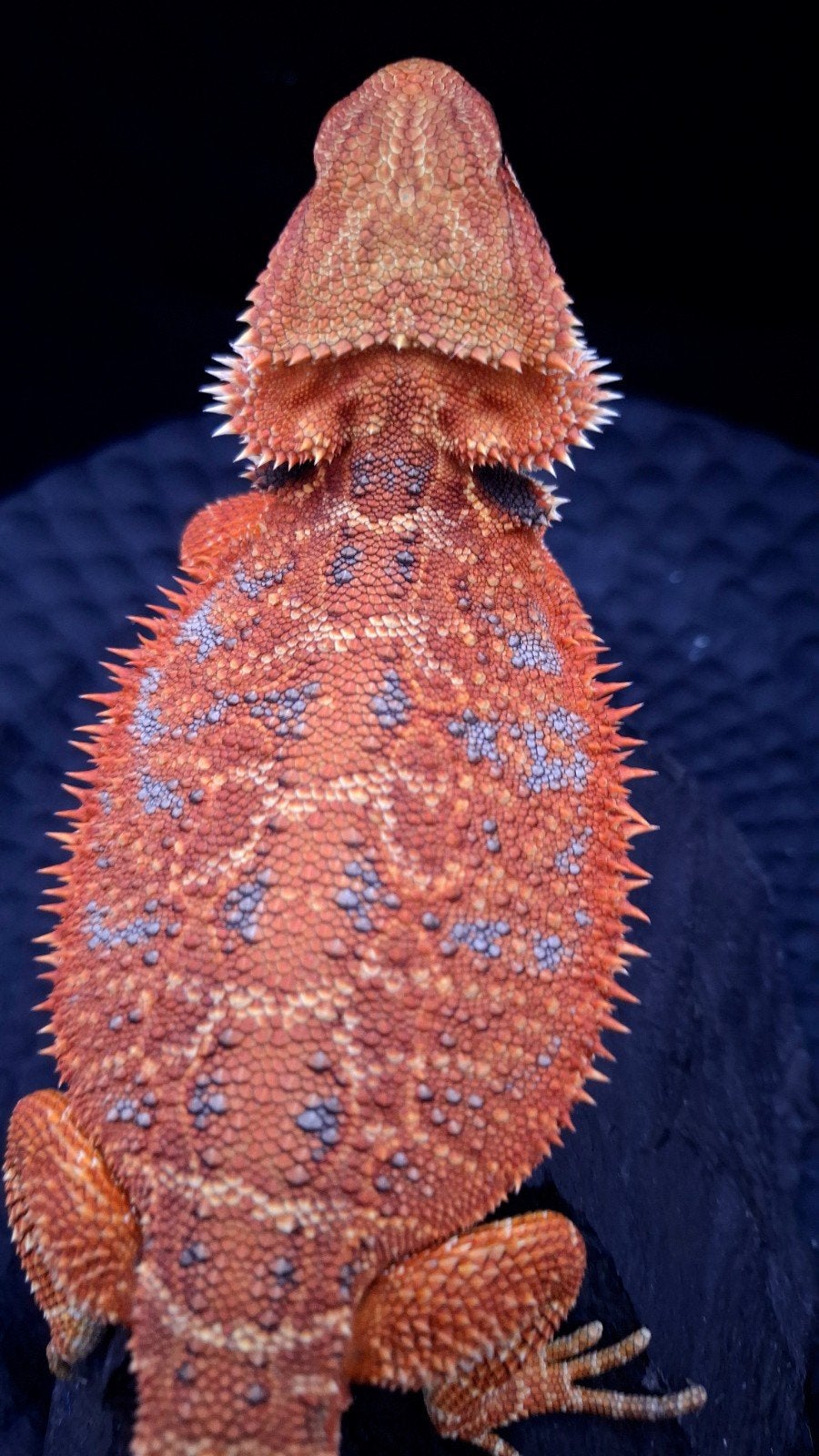 50% Red Monster Extreme Blue Tiger Baardagaam vrouwen Bearded Dragon photo 2