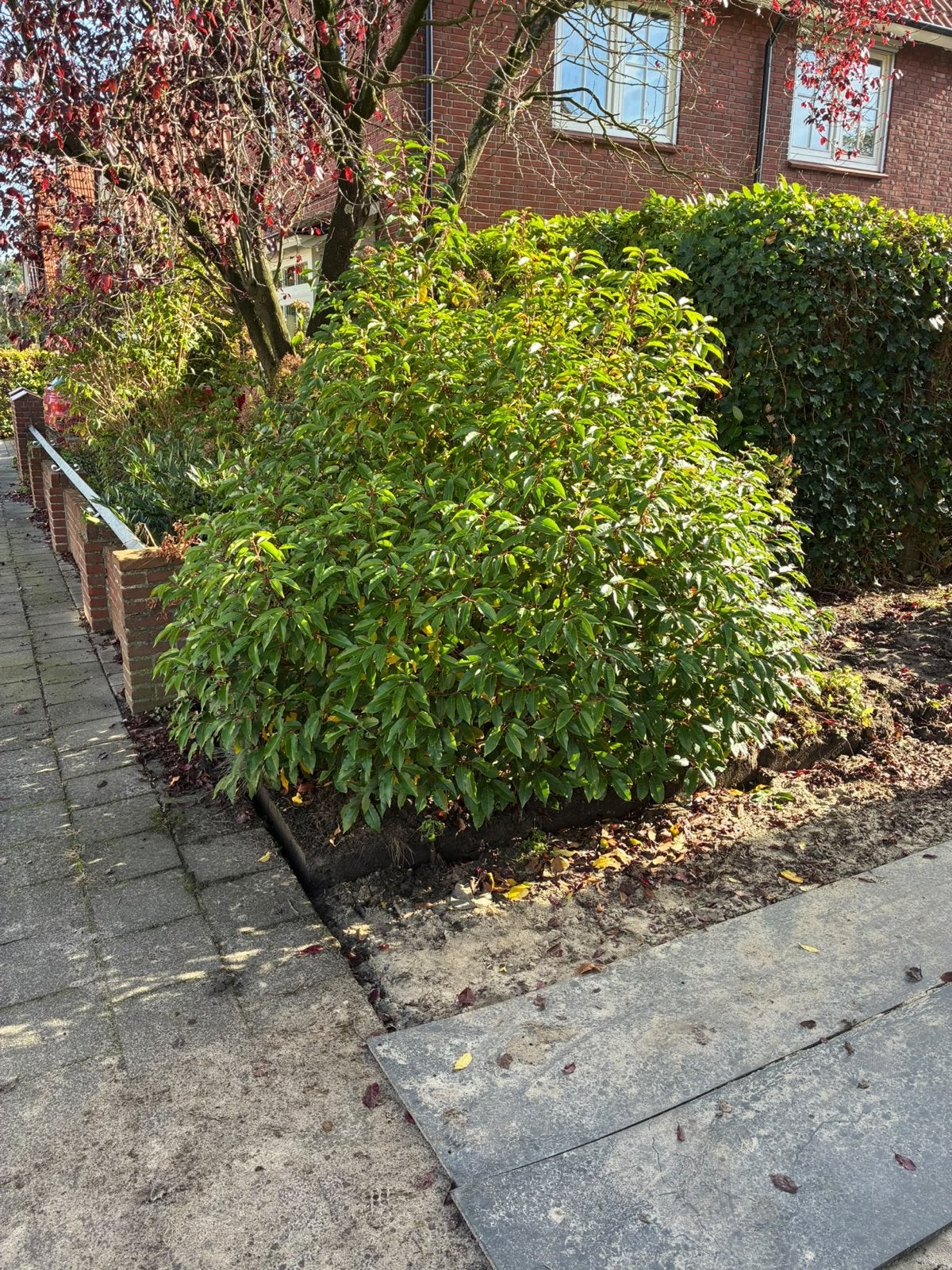 Grote Groene Struik voor Tuin of Landschap - gratis, Vaste plant, Bloeit niet, Halfschaduw, Ophalen