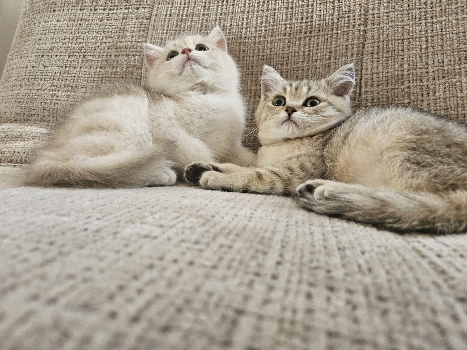 Prachtige raszuivere britse korthaar kittens, Dieren en Toebehoren, Meerdere dieren, Ontwormd, 0 tot 2 jaar