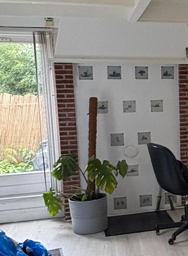 Monstera plant met klimpaal in IKEA NYPON pot, Ophalen, Overige soorten, Halfschaduw, In pot
