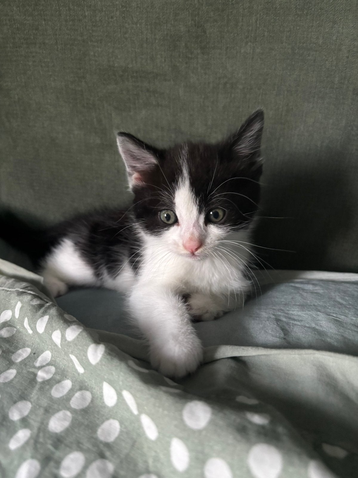 Lieve vrouwlijke kitten opzoek naar baasje, Meerdere dieren, Kortharig, 0 tot 2 jaar