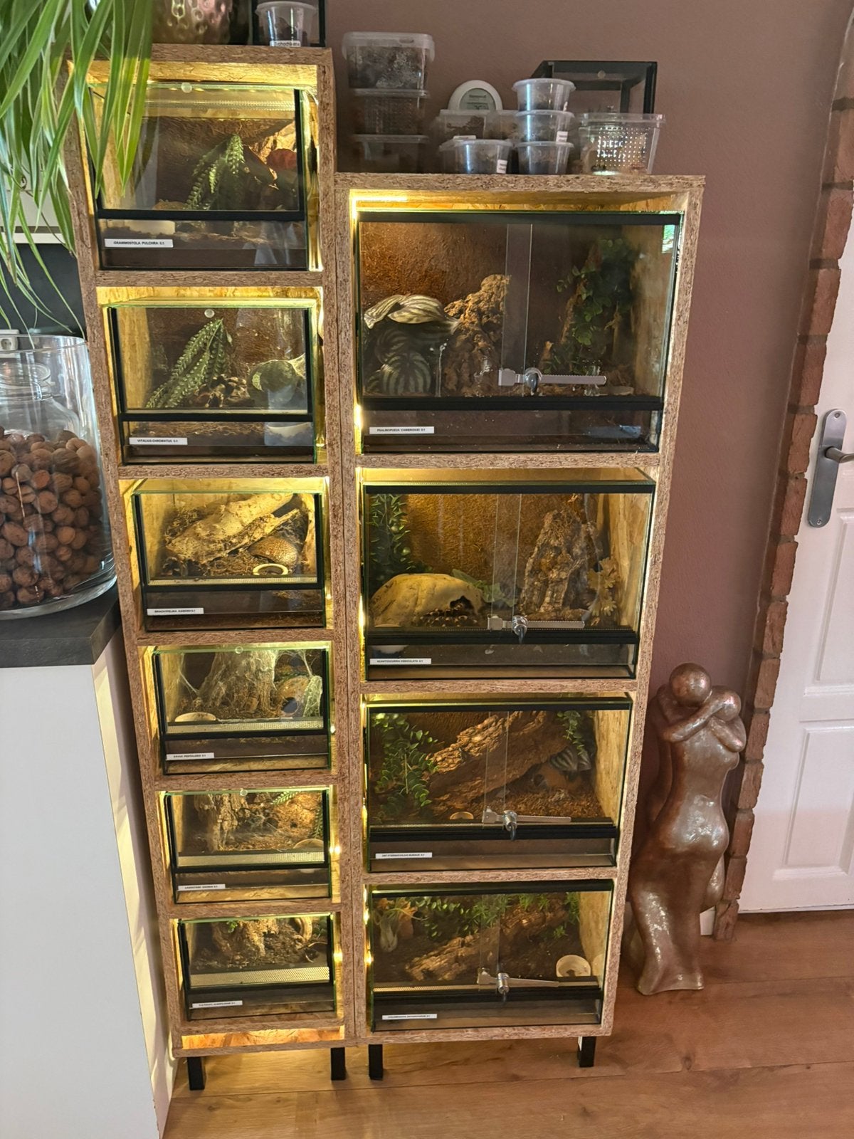 Collectie vogelspinnen, Dieren en Toebehoren, Insecten en Spinnen, Bijen