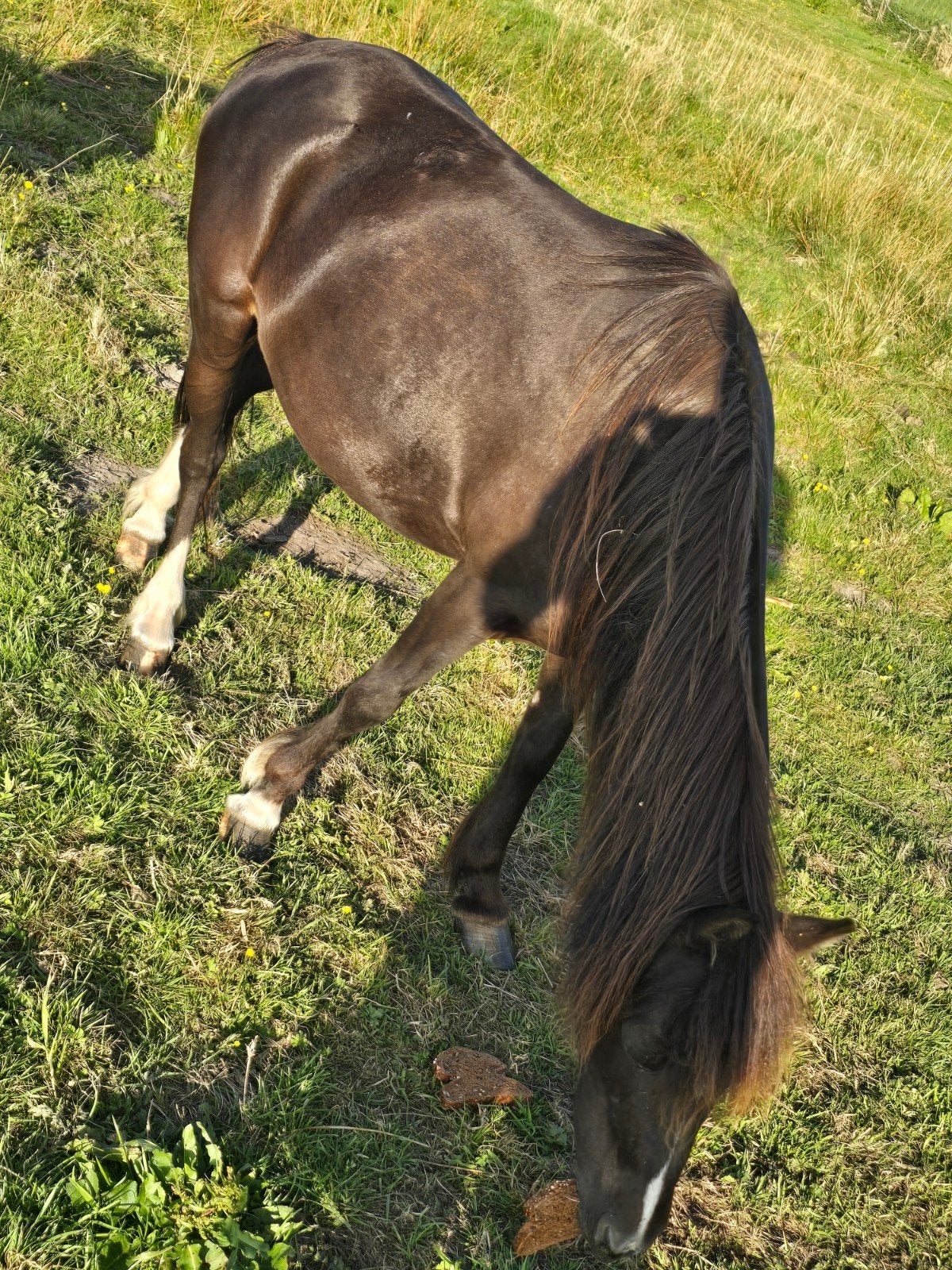 Appaloosa merrie welsh pony en shetlander, Meerdere dieren, Minder dan 160 cm, Gechipt, 0 tot 2 jaar
