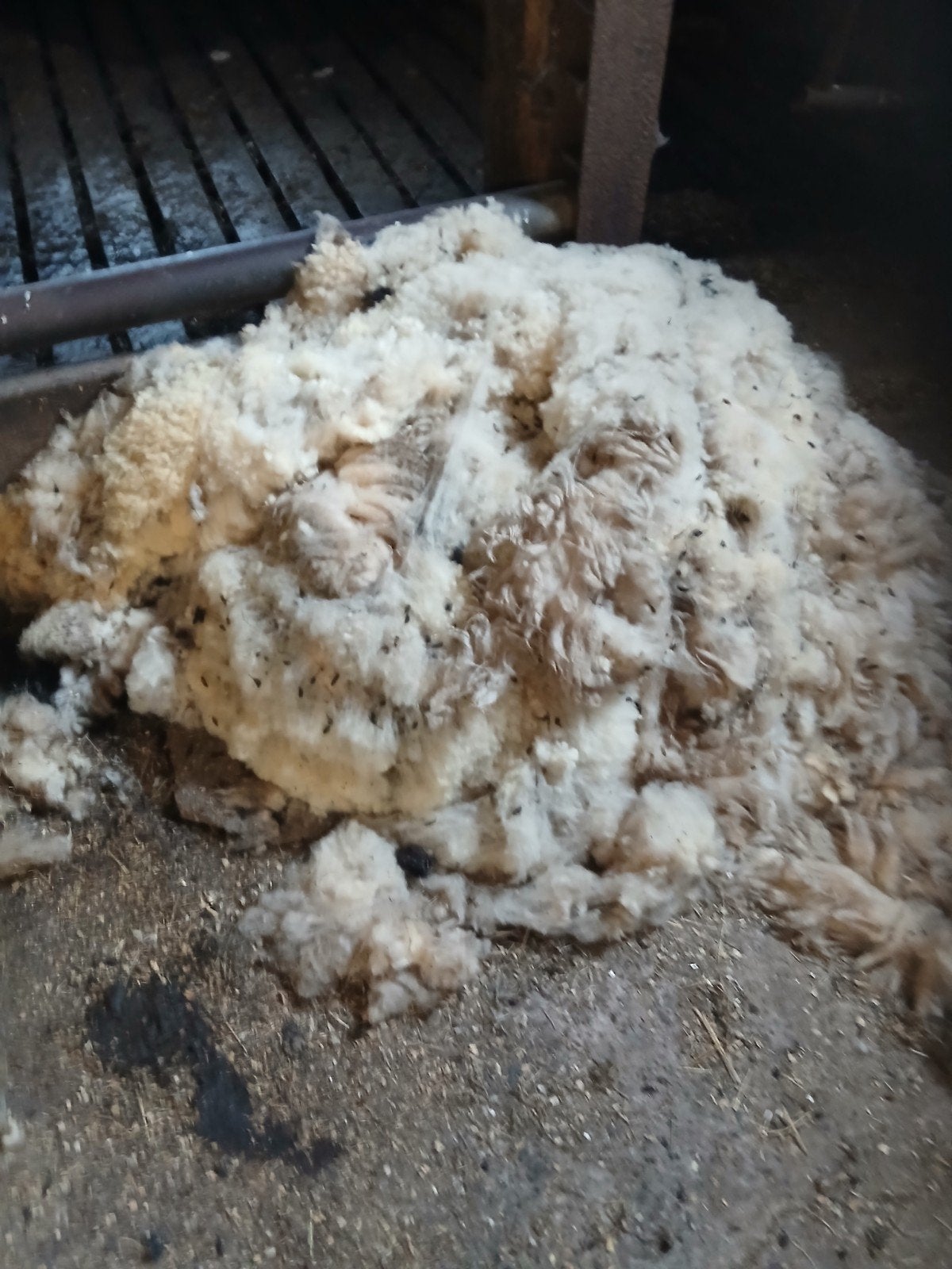 Wol te koop, Dieren en Toebehoren, Schapen, Geiten en Varkens, Meerdere dieren, Schaap