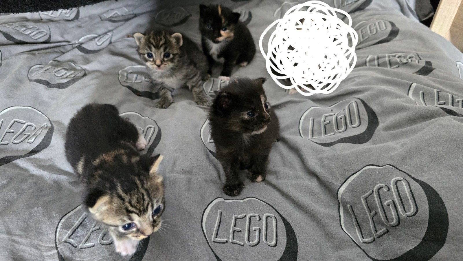 4 mooie kittens, Meerdere dieren, Kortharig, 0 tot 2 jaar