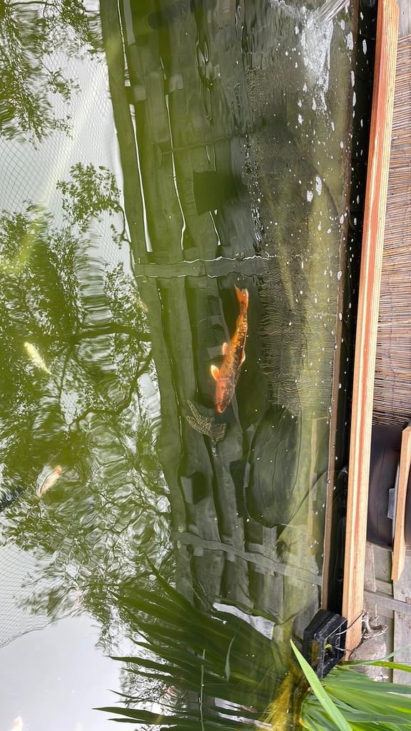 Koi karper CA 50 cm, Dieren en Toebehoren, Karper of Koi
