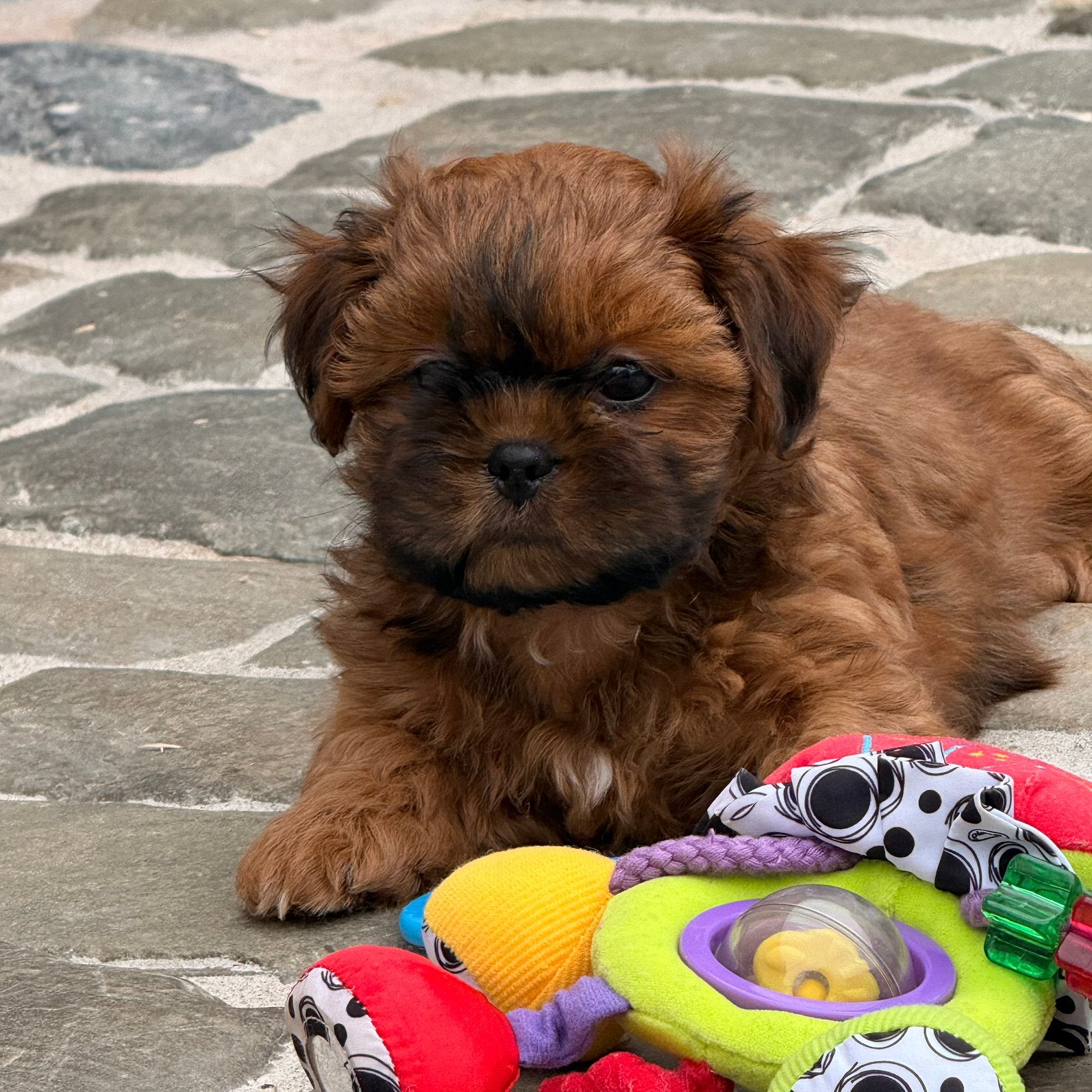 Lhasa apso pups, Parvo, Nederland, Overige rassen, 8 tot 15 weken