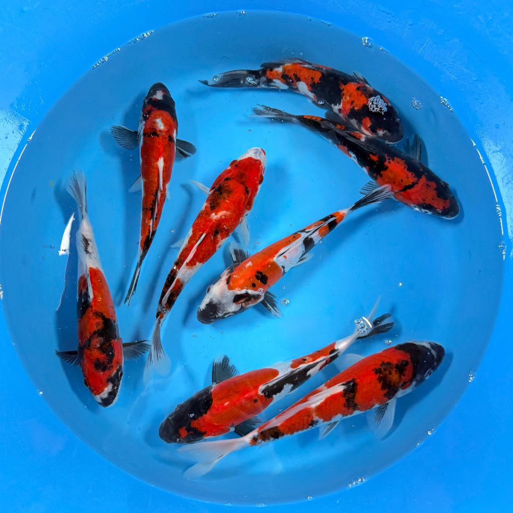 Showa / Doitsu Showa | Tosai | Kawakami \ 20-26 cm, Karper of Koi