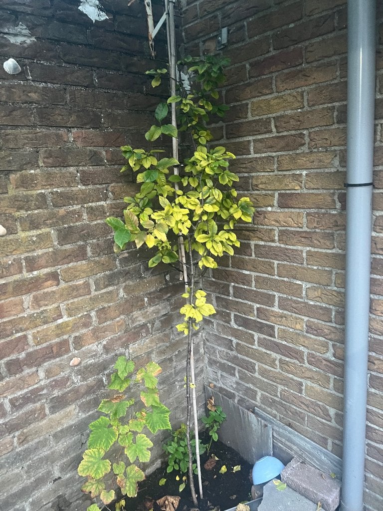 Kersen boom, Ophalen, Volle zon, Overige soorten