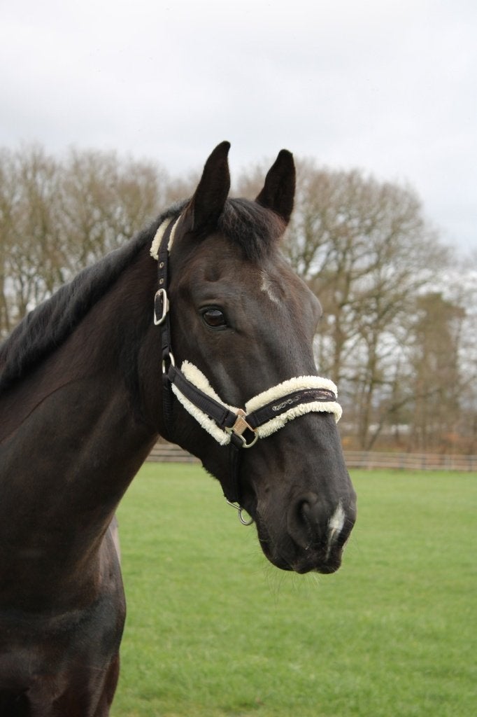 recreatie paard ruin, Dieren en Toebehoren, Met stamboom, Ruin, L, 11 jaar of ouder
