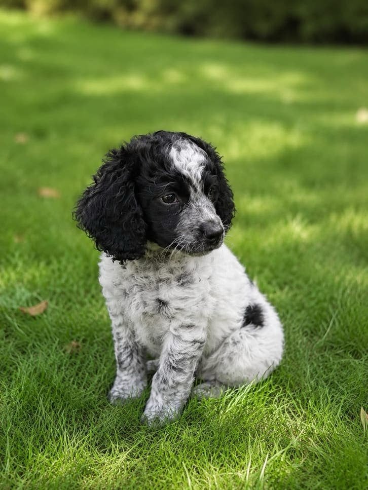 Cavapoo X Toy poedel. Mogen het nest verlaten 🐾, Poedel, 8 tot 15 weken, Parvo, Meerdere