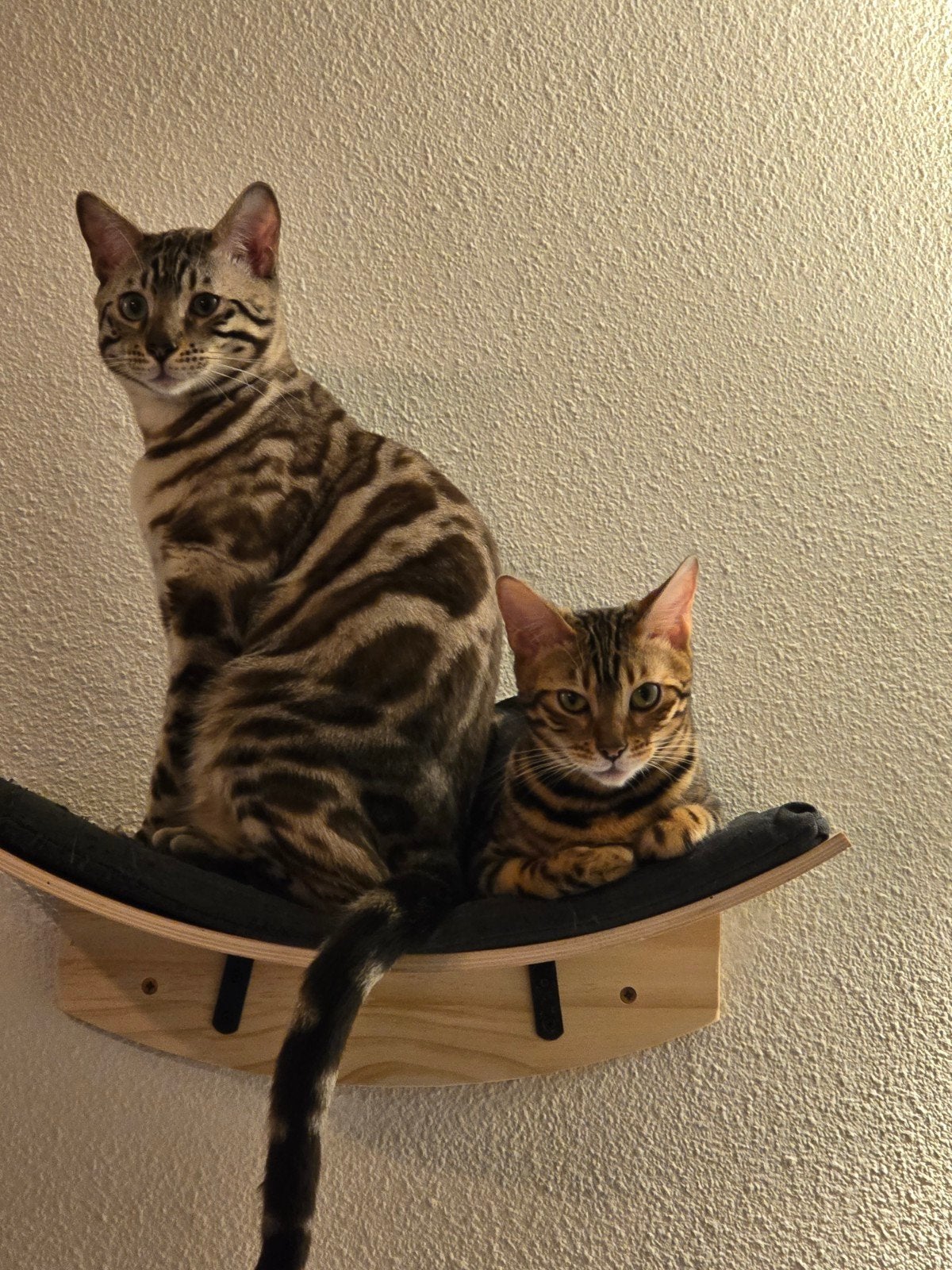 Bengaalse broer en zus zoeken nieuw huisje, Dieren en Toebehoren, Katten en Kittens | Raskatten | Korthaar, Meerdere dieren, Gechipt