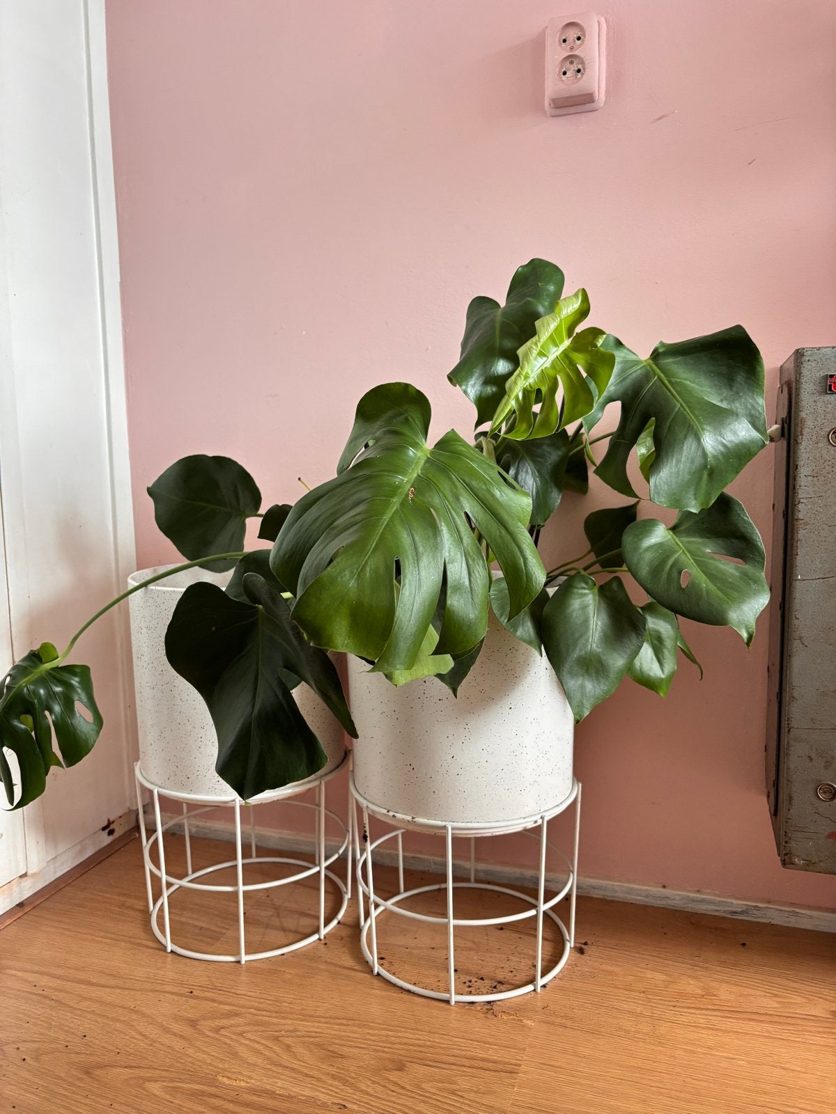 Jonge Monstera - Klimmer met potentie, Huis en Inrichting, Kamerplanten, Ophalen, Overige soorten, Halfschaduw, In pot