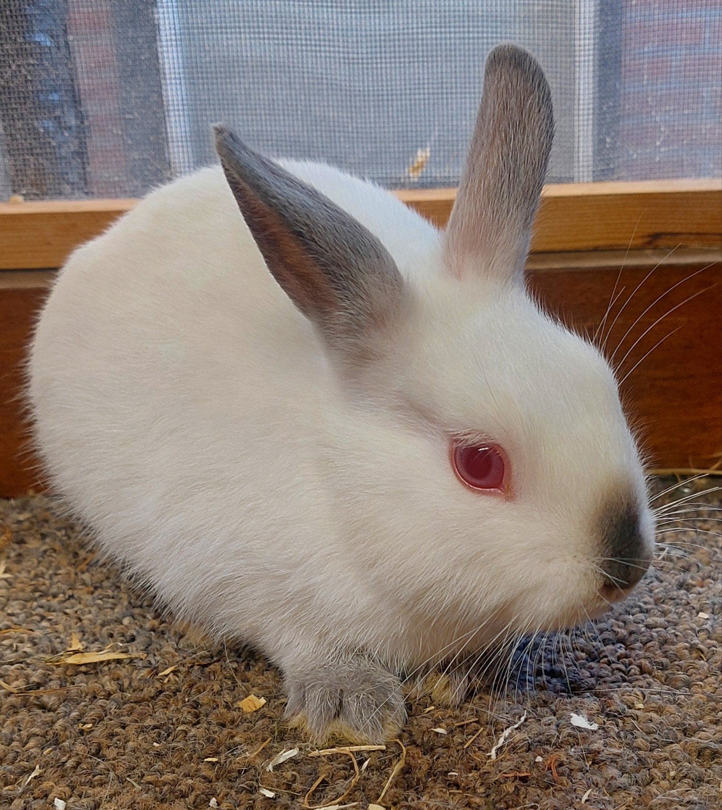 jong dwergkonijntje, Dieren en Toebehoren, Konijnen, Vrouwelijk, Dwerg, 0 tot 2 jaar