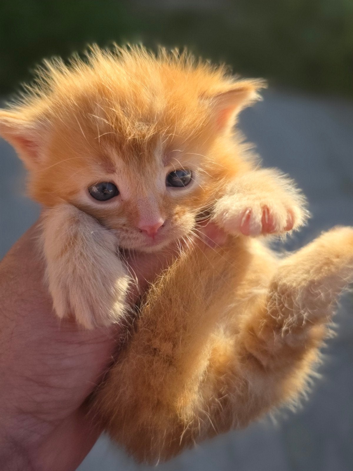 lieve kittens, Meerdere dieren