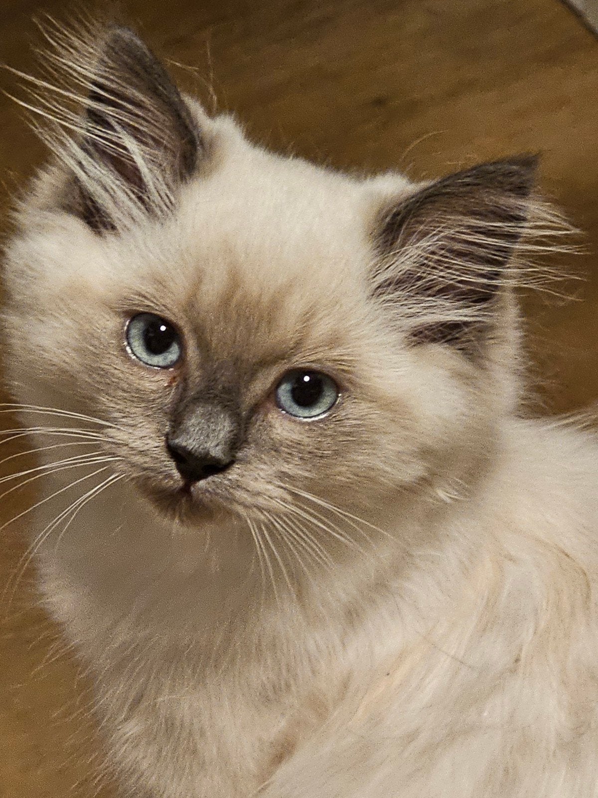 Lieve Ragdoll (moeder)kruizing met Britse Langhaar ( vader), Dieren en Toebehoren, Poes, Ontwormd, 0 tot 2 jaar