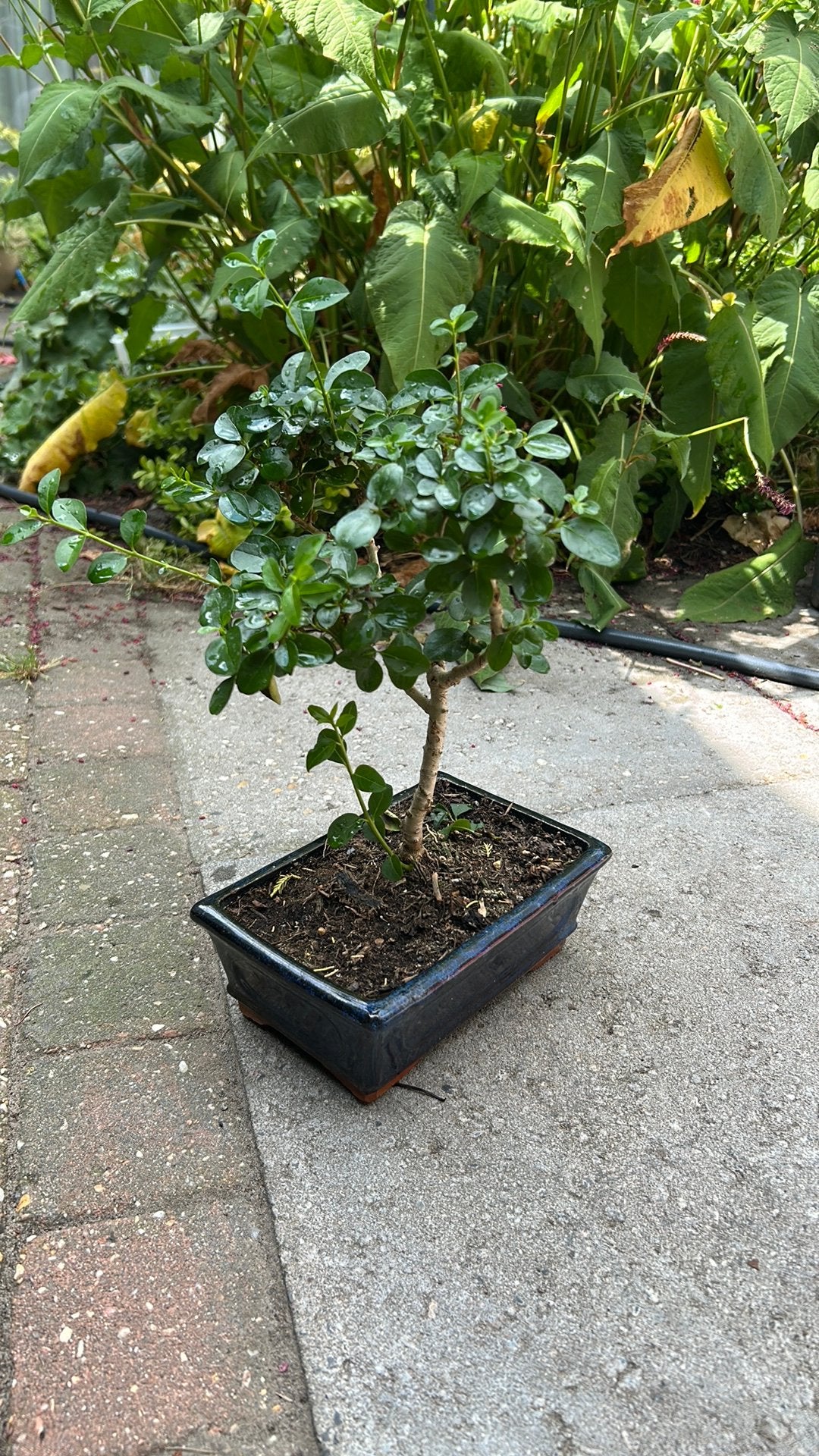 Pre Bonsai Ligustrum, Ophalen, Overige soorten, Volle zon