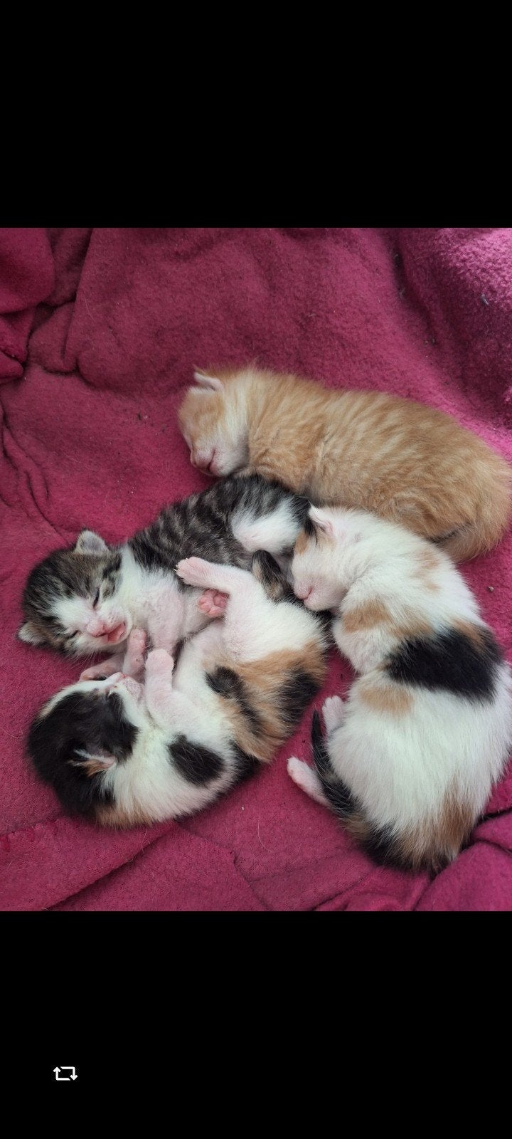 4 kittens geboren op 2 October, Geslacht onbekend