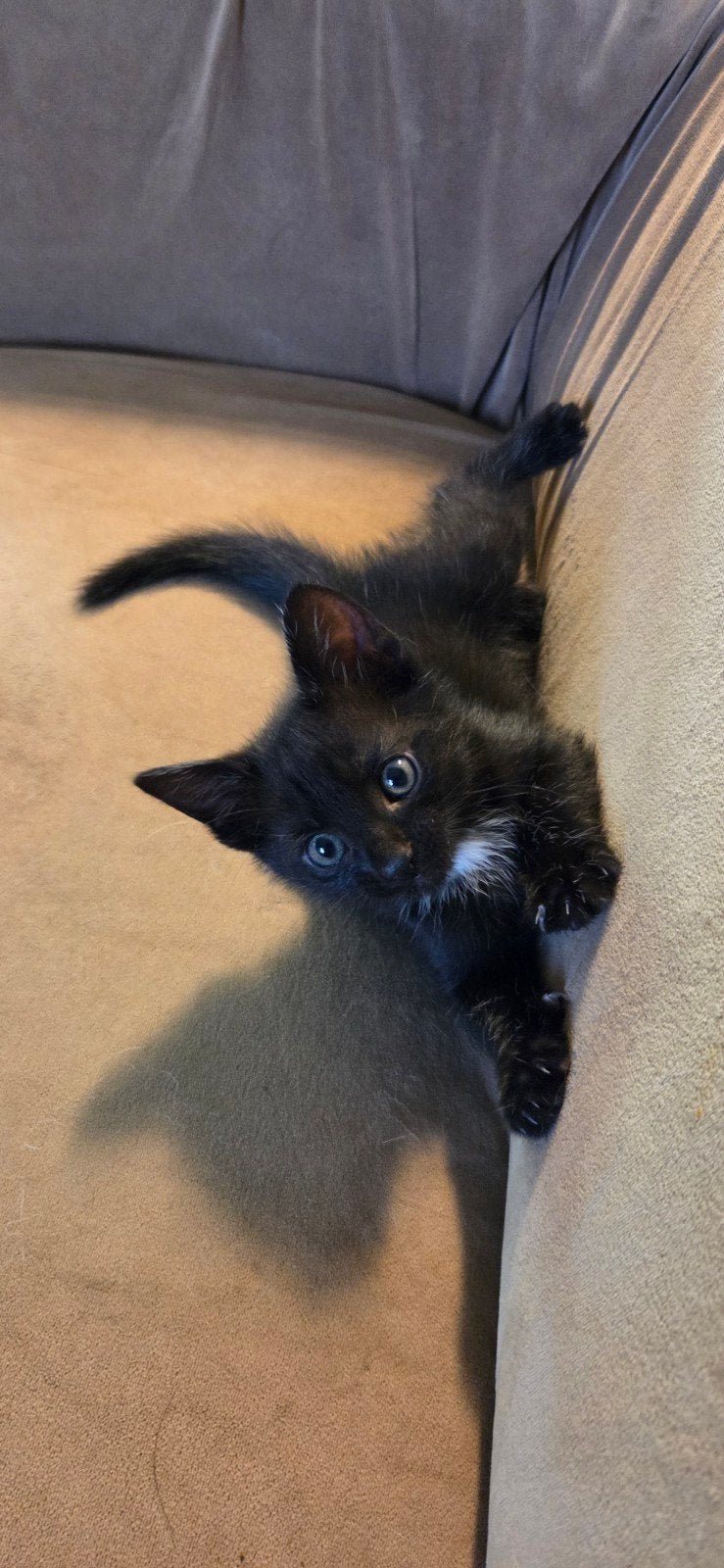 lieve aanhankelijke speelse kittens., Meerdere dieren, Kortharig, 0 tot 2 jaar