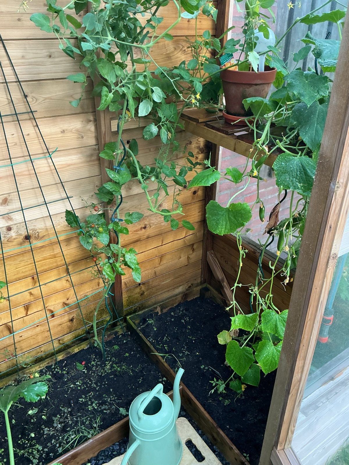 Muurkas kas moestuinkas van Douglas hout., Ophalen, Overige materialen, Gebruikt, Muurkas
