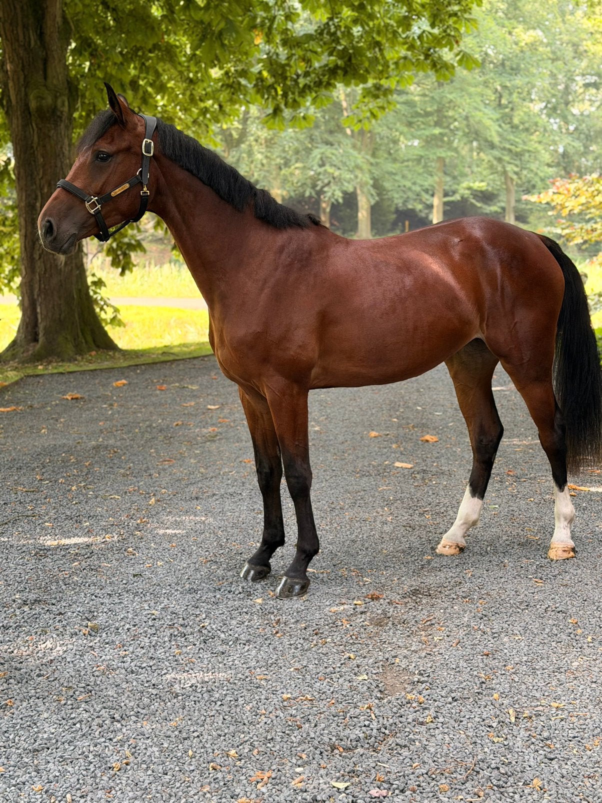 Veelbelovende 4 jarige merrie v. Corlou PS, Dieren en Toebehoren, Merrie, Springpaard, 3 tot 6 jaar, 160 tot 165 cm