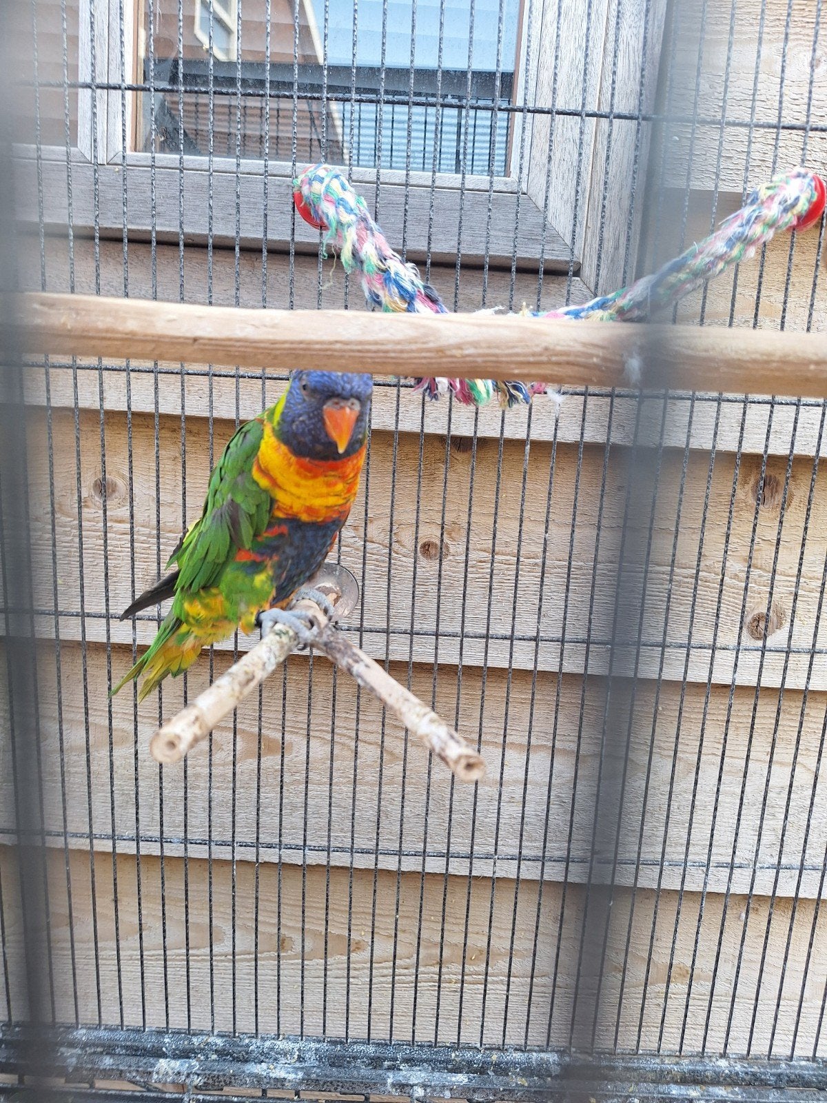 Jonge Lori evt met kooi, Parkiet, Tam