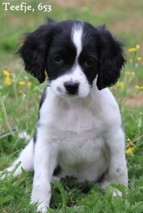 Leuke kruising Cavalier King Charles spaniel pups, Nederland, Parvo, Overige rassen, 8 tot 15 weken