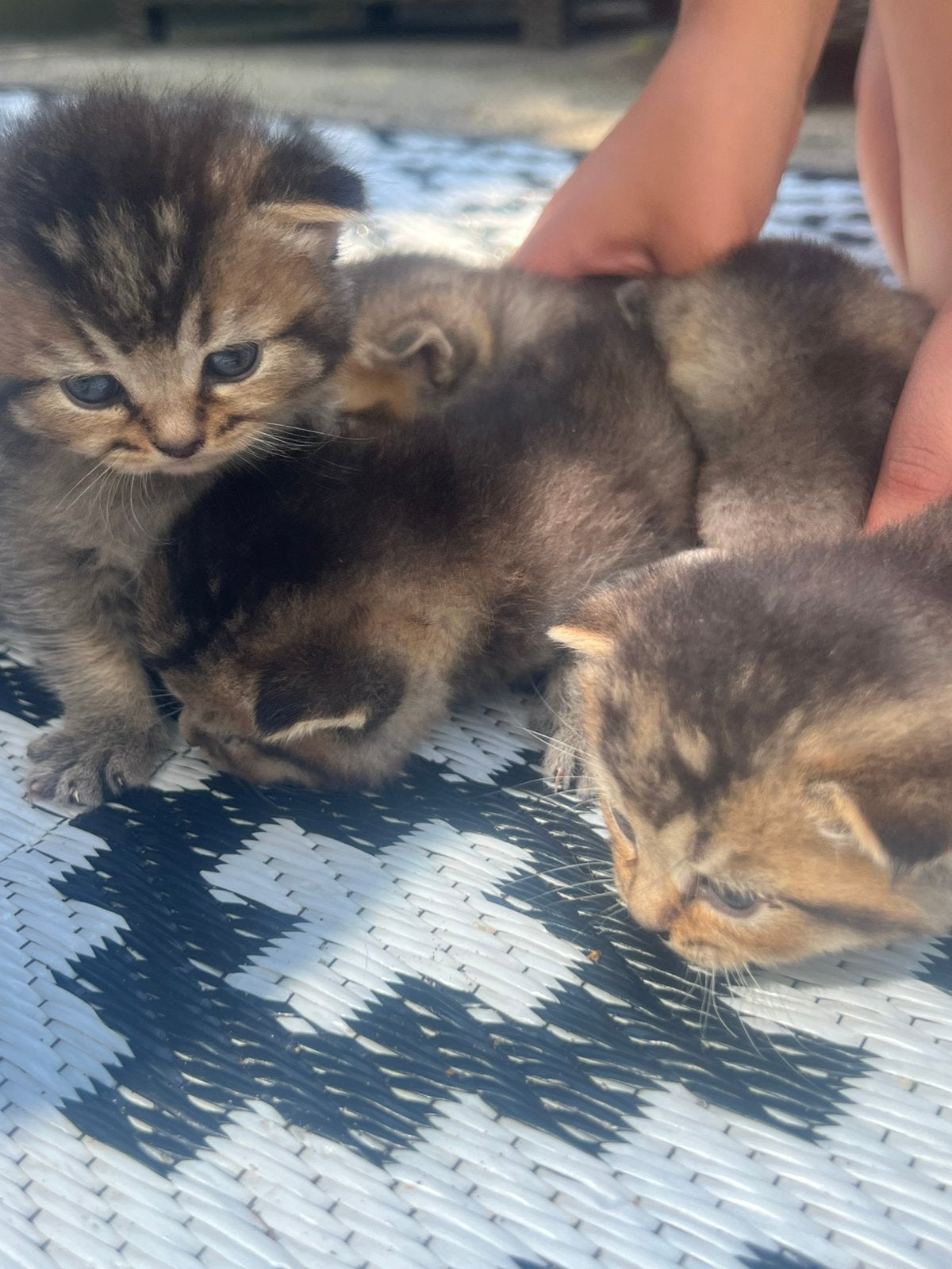 Britse kortharige kittens, Ontwormd
