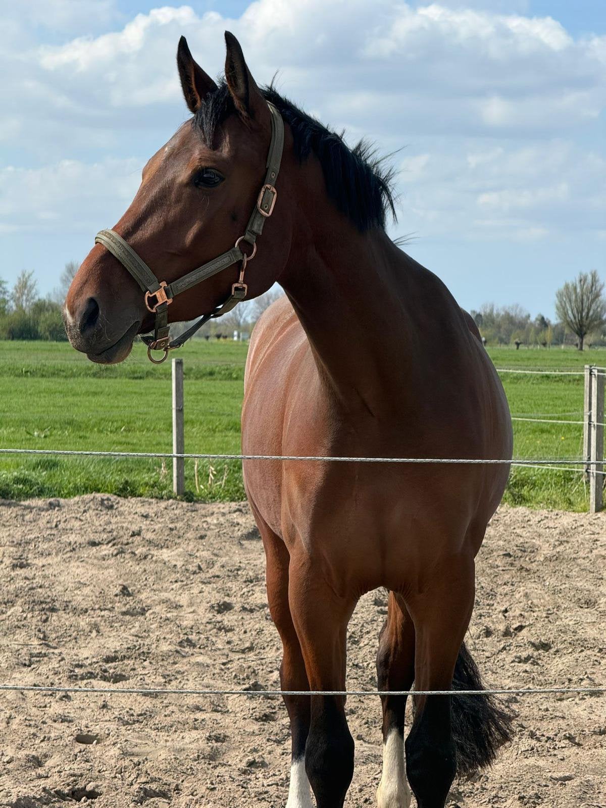 Lieve merrie 4 jaar met veel potentie, Merrie, Springpaard, Zadelmak, 3 tot 6 jaar