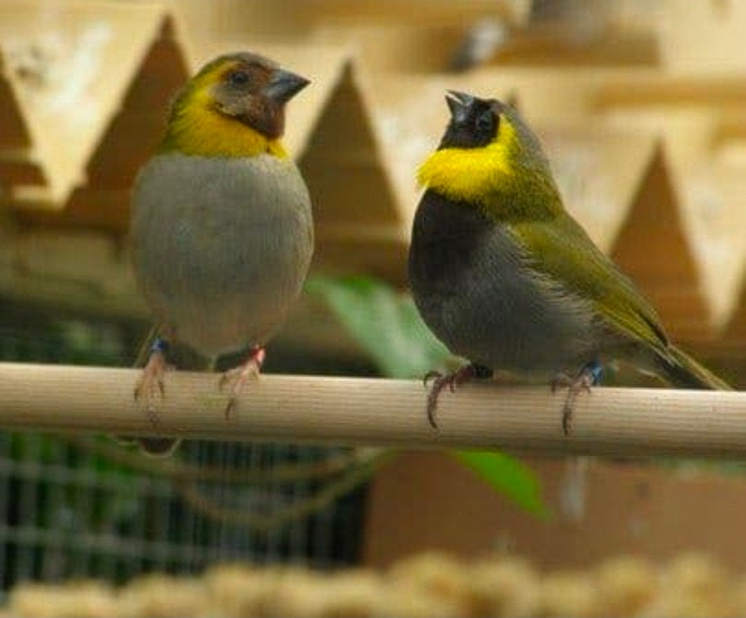 Cubavink man, Dieren en Toebehoren, Vogels | Overige Vogels, Mannelijk, Tropenvogel, Geringd