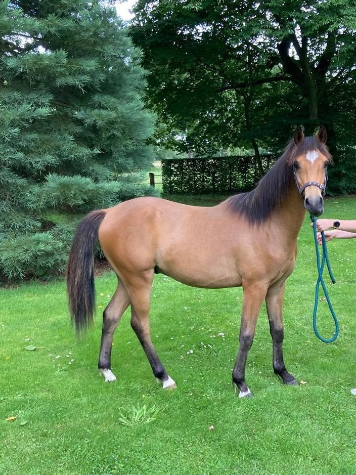 Welsh NWR, Dieren en Toebehoren, Met stamboom, Dressuurpony, 0 tot 2 jaar, C pony (1.27m tot 1.37m)