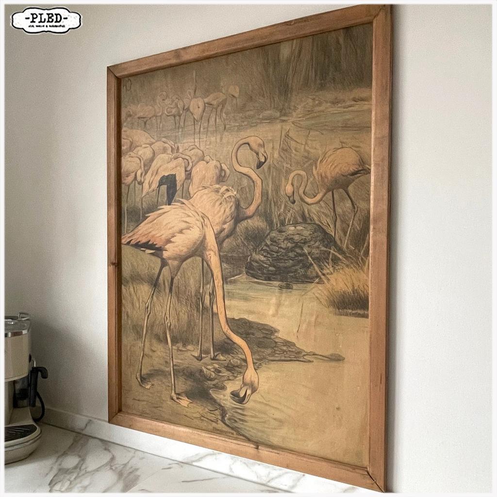 Oude schoolprent Schoolkaart Poster flamingo’s, Ophalen, Natuur en Biologie